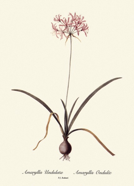 Amaryllis Undulata, Amaryllis Ondulée