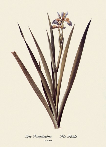 Iris Foetidissima, Iris Fétide