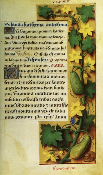 Cucumber Vine