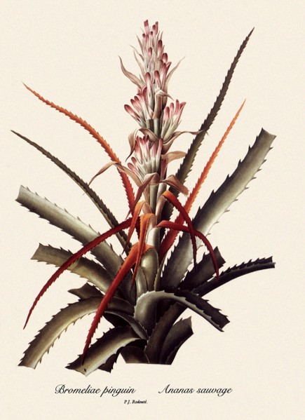 Bromeliae pinguin, Ananas sauvage