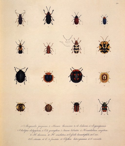 Leaf Beetles, Family Chrysomelidae