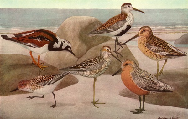 Beach Birds