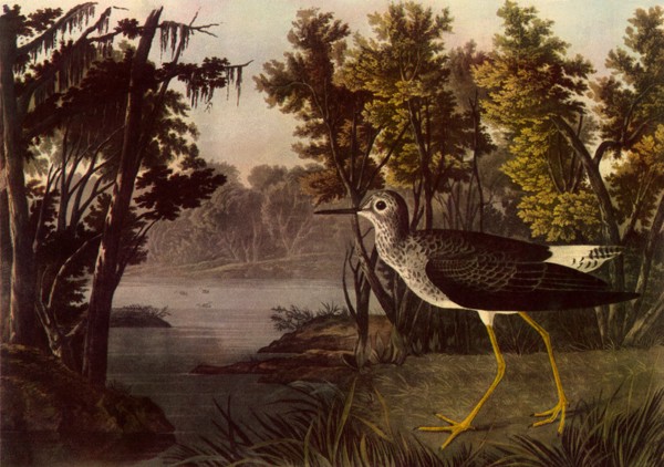 Lesser Yellow Legs