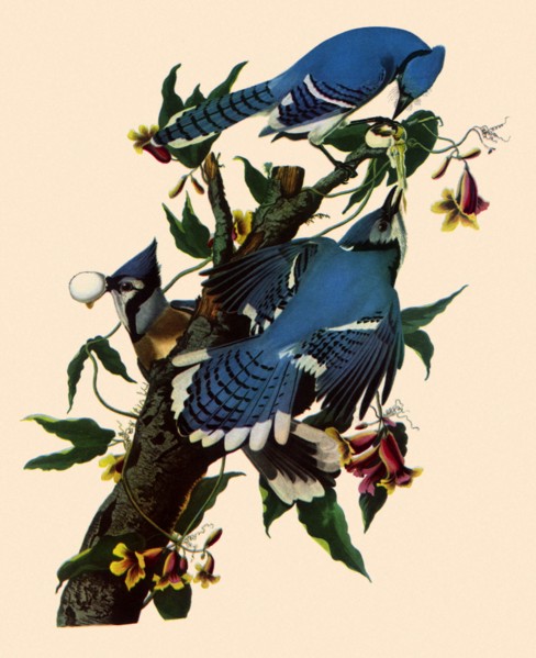 Three Blue Jays Feeding