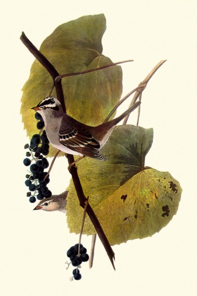 White-Crowned Sparrows