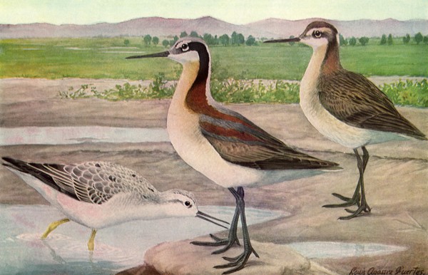 Wilson's Phalarope