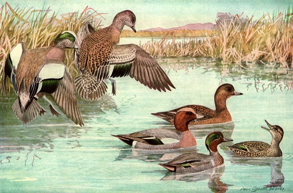 Departing Ducks