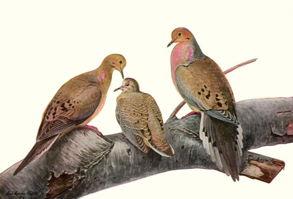 Mourning Doves