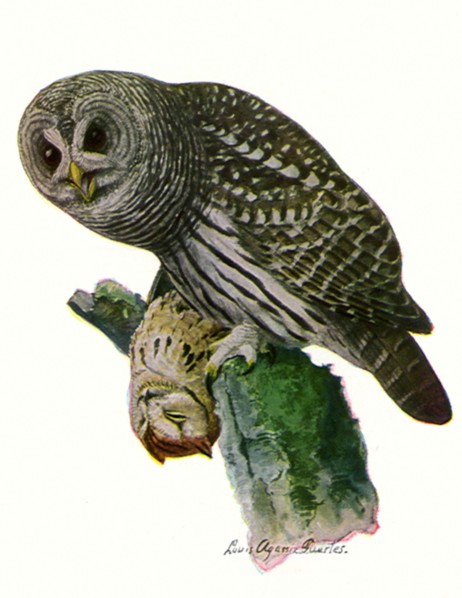 Barred Owl