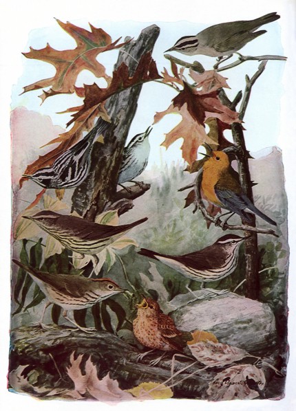 Fall Birds