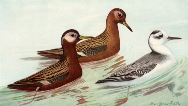 Red Phalarope