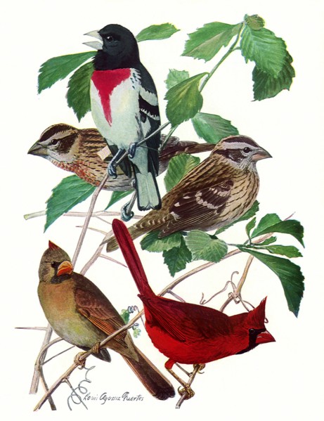 Grossbeaks, Cardinals