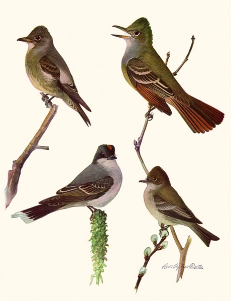 Perched Birds
