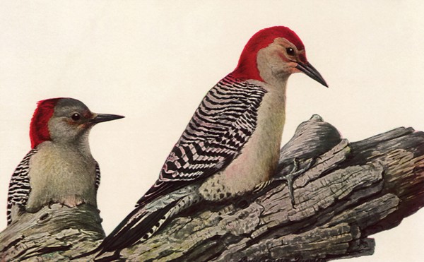 Red-Bellied Woodpeckers