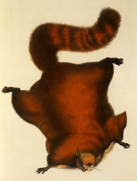Common Flying Giant Squirrel, Petaurista petaurista