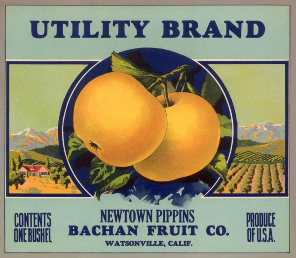 Pippin Apple Label
