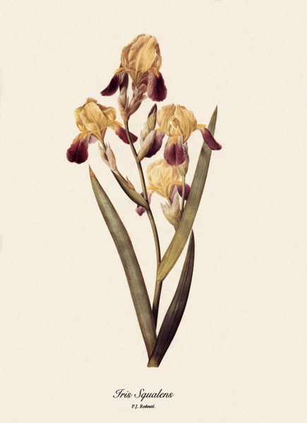 Iris Squalens