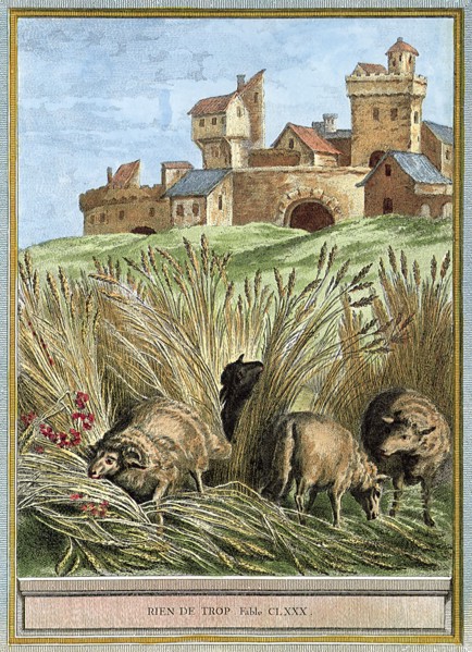 Grazing Sheep