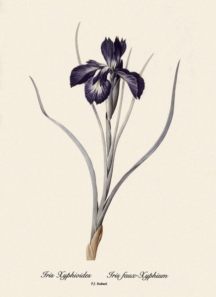 Fritillaria Persica, Fritillaire de Perse
