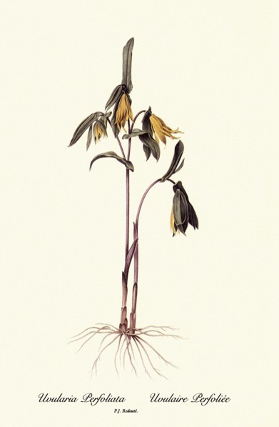 Uvularia Perfoliata, Uvulaire Perfoliée