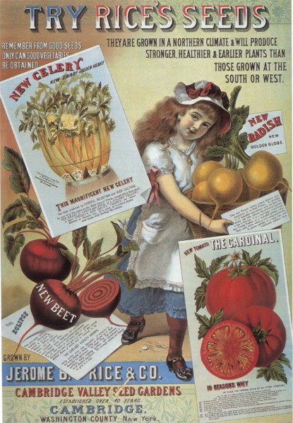 Celery-tomato-radishes.