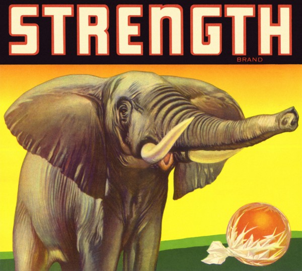 Elephant.