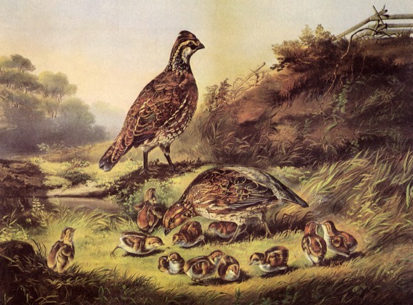 Birds and Chicks.