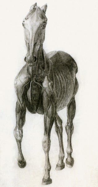 Finished Study for the Eighth Anatomical Table.