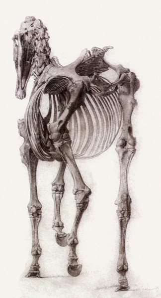 Finished Study for the Second Skeleton Table.