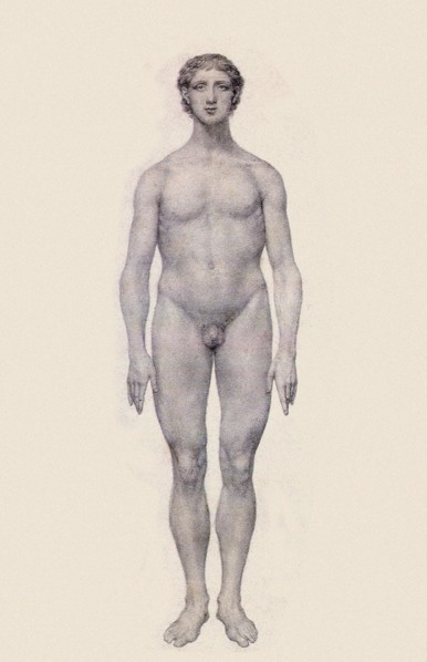 Human Being, Anterior View, Undissected.