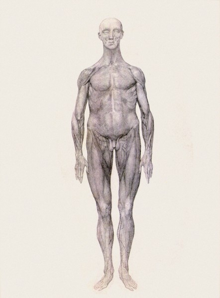 Human Being, Anterior View.