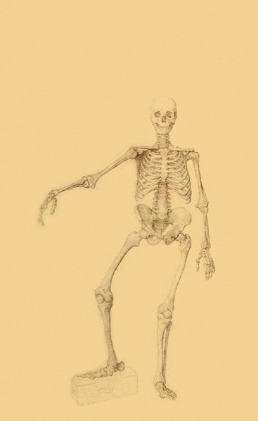 Human Skeleton, Anterior View, Right Arm Outstretched.