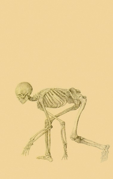 Human Skeleton, Lateral View, in Crawling Posture.
