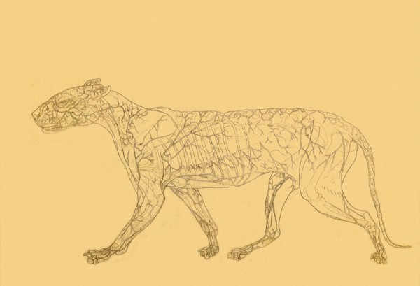 Tiger, Lateral View: Subcutaneaus Blood Supply.
