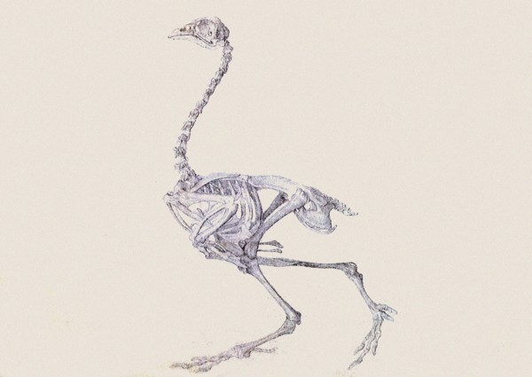 Dorking Hen Skeleton, Lateral View, in Walking Posture.