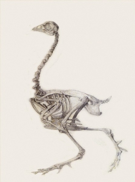 Fowl Skeleton, Lateral View.