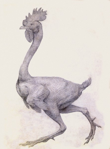 Fowl, Lateral View, with Most Feathers Removed.