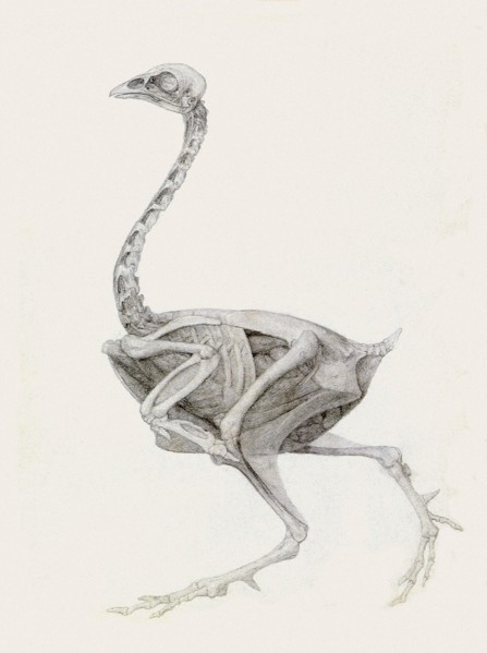 Fowl, Lateral View, Deeply Dissected.