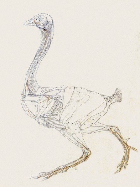 Fowl Skeleton, Lateral View Numbered and Lettered.