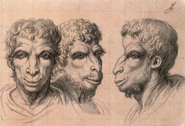 Physiognomic Heads Inspired by a Camel.