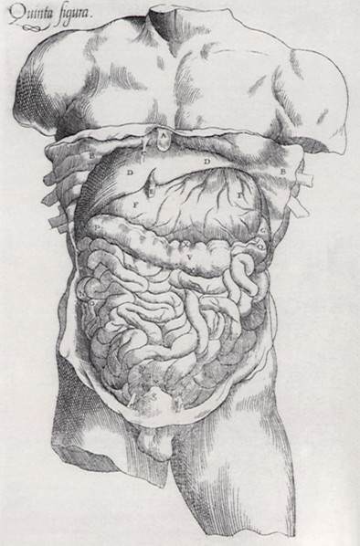The Anatomical Revelations of Vesaluis.