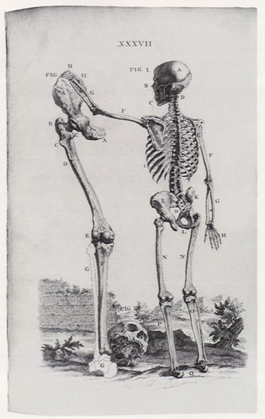 Skeleton and Large Limb Bone.