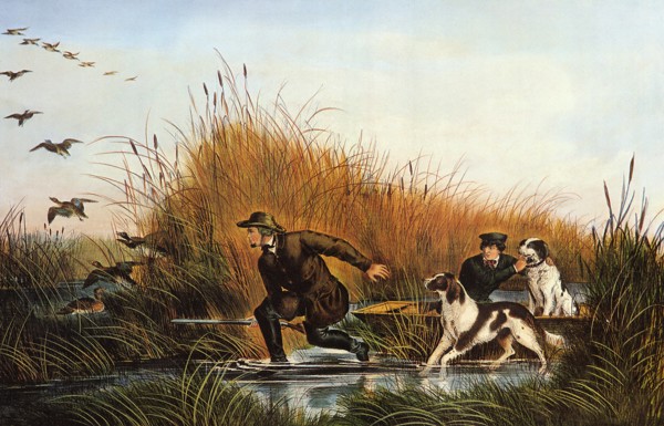 Wild Duck Shooting.