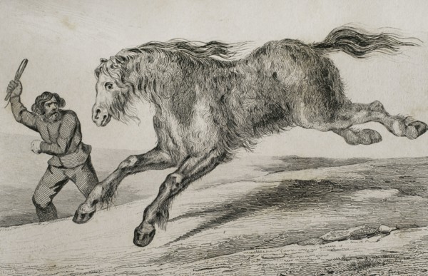Siberian horse with winter coat