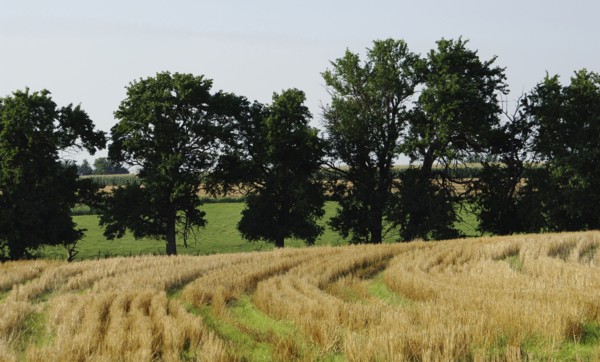 Cereal crop field