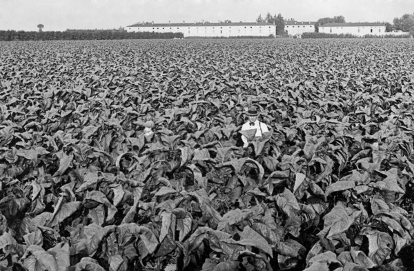 tobacco, 1940-1950