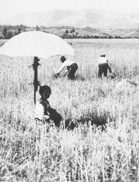 italy, abruzzo, reaping , 1920