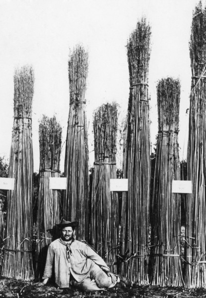 hemp, 1900-1910