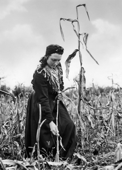 cornfield, 1920-1930