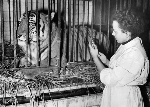 circus, veterinarian with tiger, 1951
